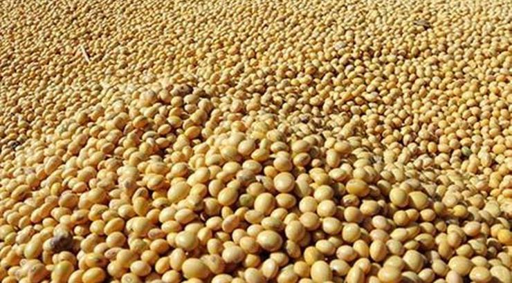 Our Export Product Bean