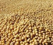 Our Export Product Bean
