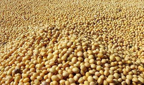 Our Export Product Bean