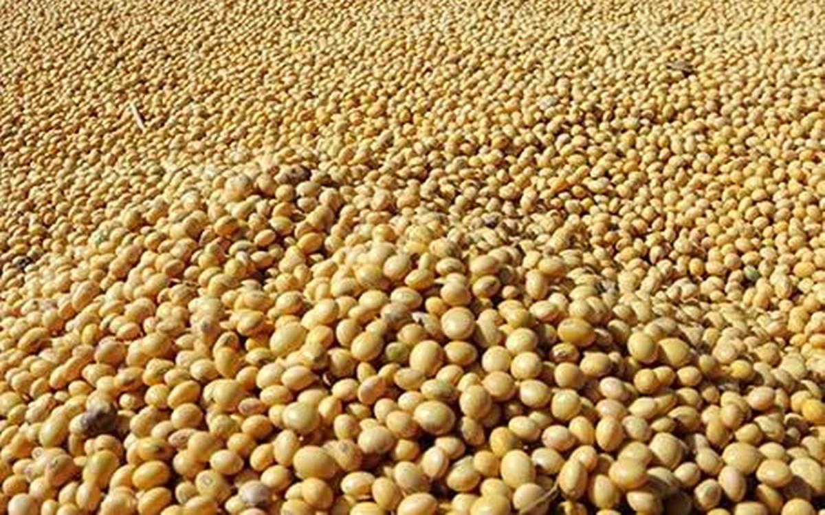 Our Export Product Bean
